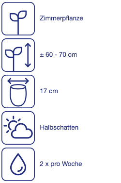 Weihnachtsstern auf Stamm
