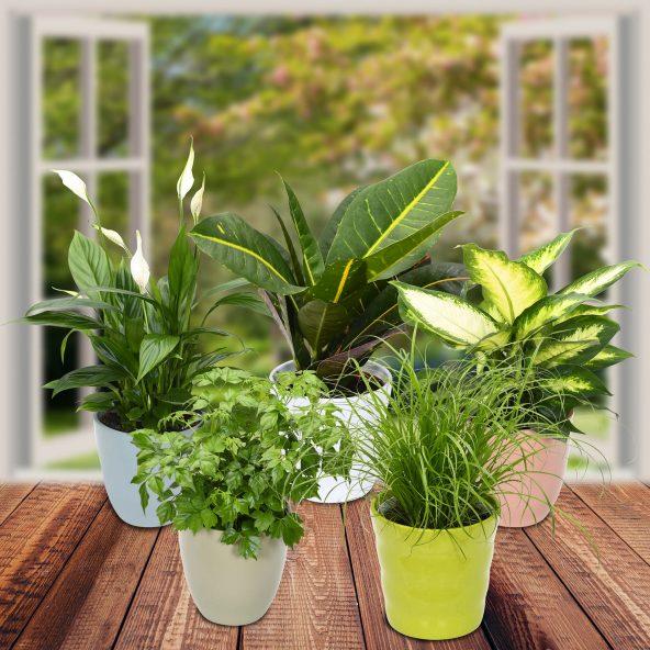 Eksotiske planter