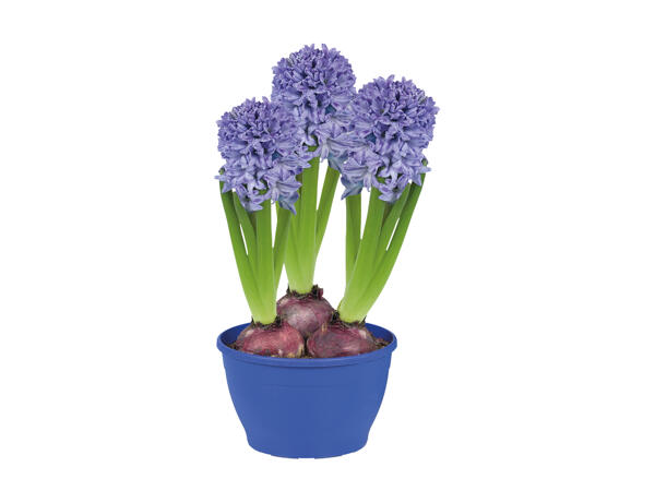 Potted Hyacinth Bulbs