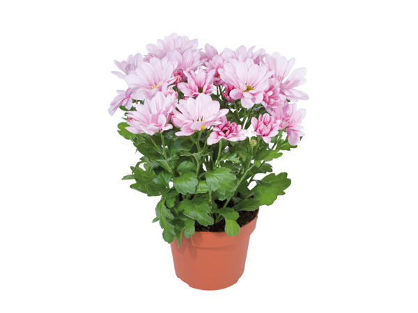 Chrysanthemum