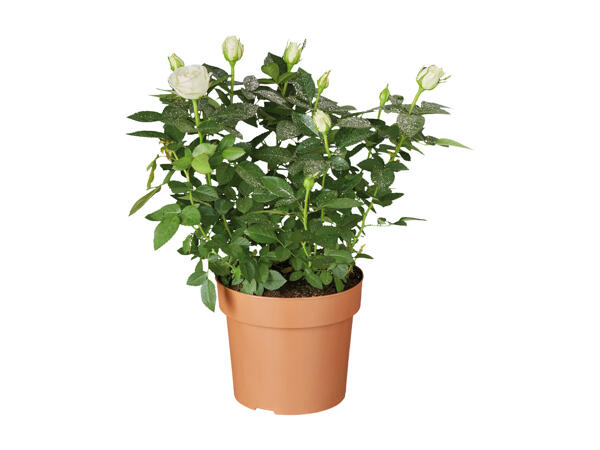 Rose in a Pot with Glitter