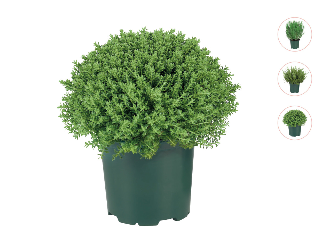 Hebe Plants1