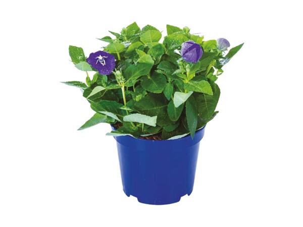 Extra Large Balloon Flower (Platycodon)