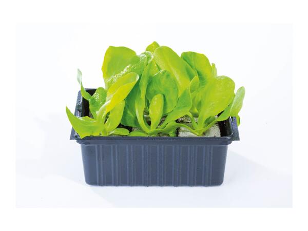 British Young Vegetable Plants