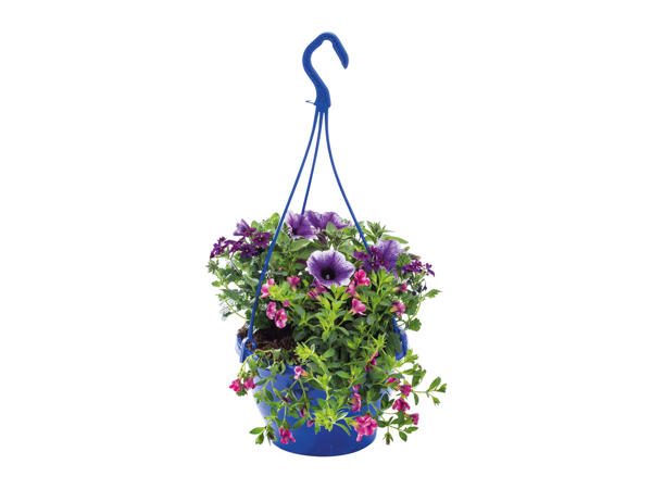 Colourful Hanging Basket