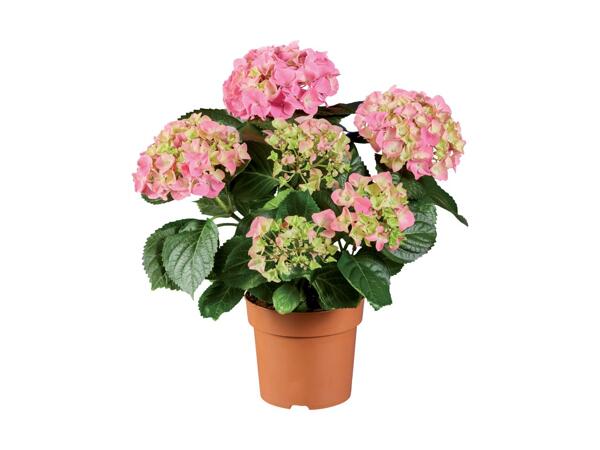 Hydrangea