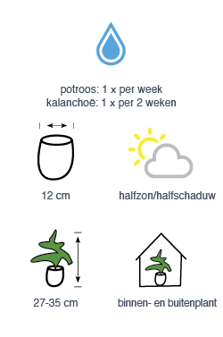 Potroos of kalanchoë