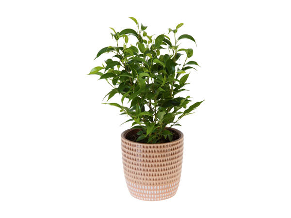 Green plants