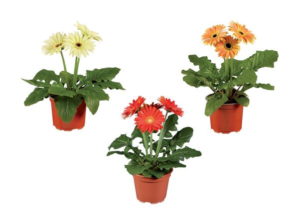 Mélange de gerberas