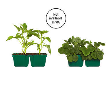 Seedlings 4pk