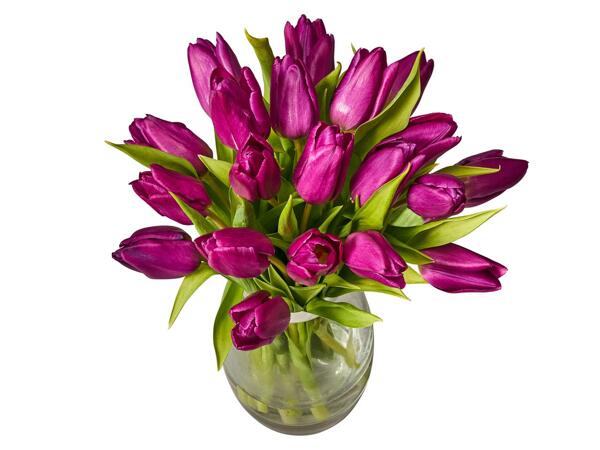 Mother's Day Purple Tulips