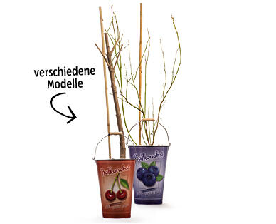 Mini Obstbaum