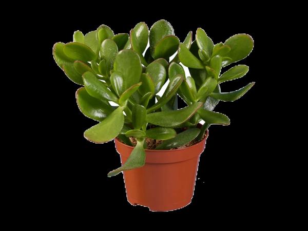 Succulent