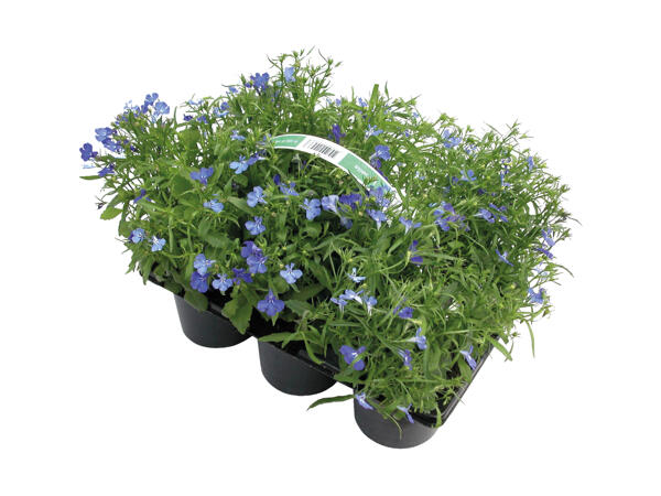Danske bedplanter