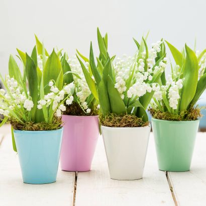 Muguet