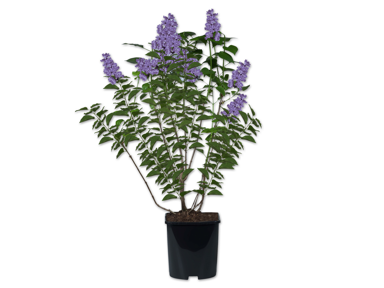 Flieder (Syringa vulgaris)