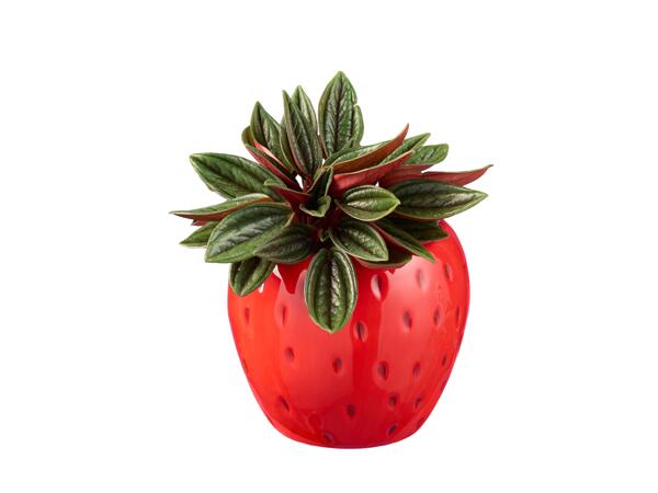 Mini rostliny - keramika ovoce
