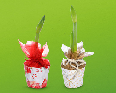 Amaryllis mit Topfbanderole