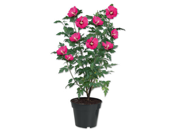 Gartenhibiskus