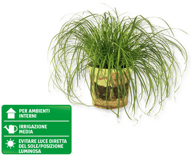 Erba gatta GARDENLINE(R)