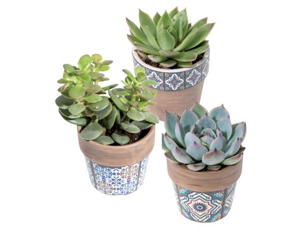 Succulents