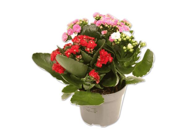 Kalanchoe Tricolor