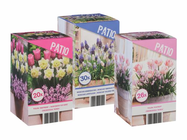 Flower Bulbs
