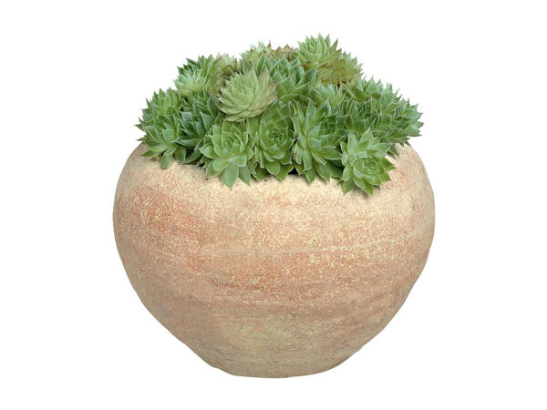 Succulent Mix