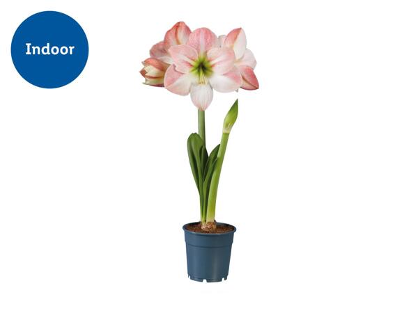 Twin Stem Amaryllis