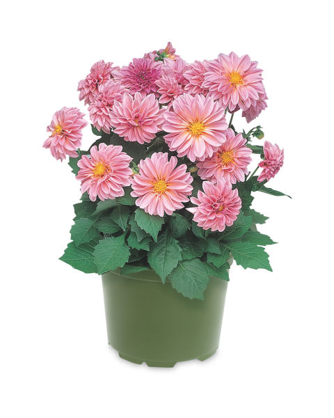 1L Summer Bedding - Dahlia
