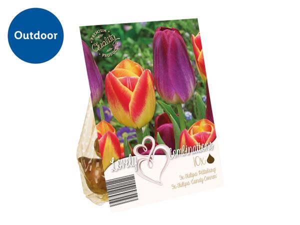 Colour Mix Bulbs