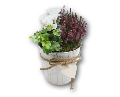 Arrangement de plantes