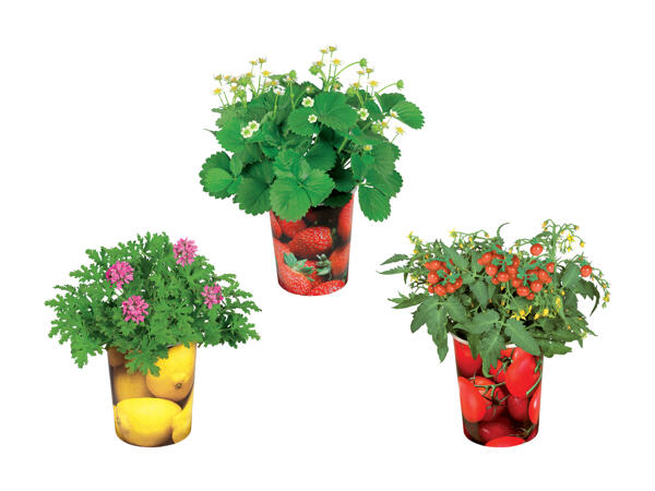Plantes fruitières dans un godet