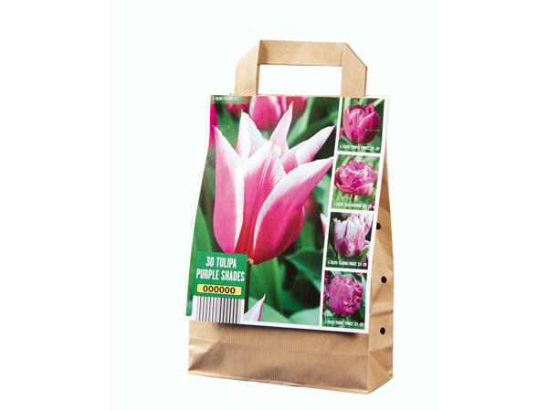 Bulbes de tulipes ton sur ton