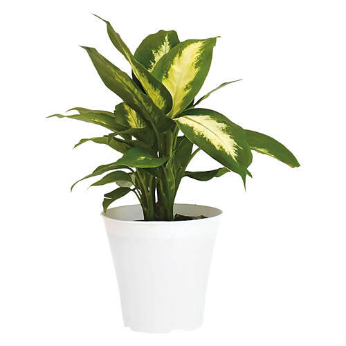 4" Assorted Foliage