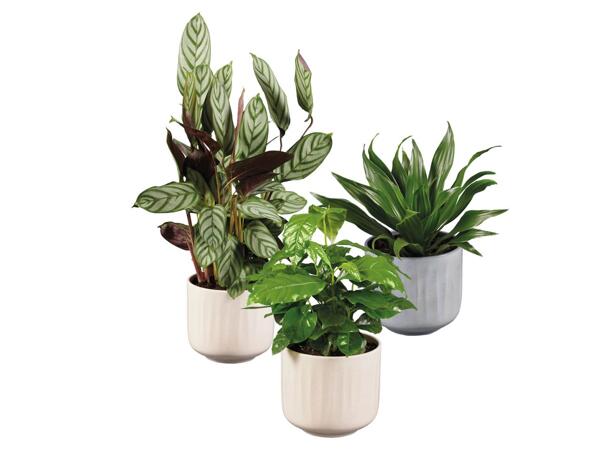 Green Plants