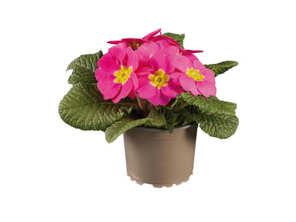 Primula Acaulis