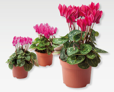 Ciclamini GARDENLINE(R)