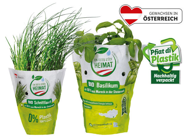 Bio Küchenkräuter aus Österreich