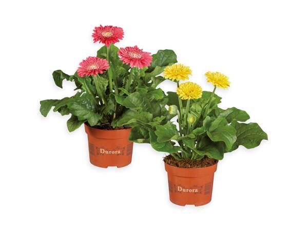 Gerbera