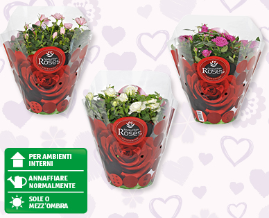Vaso con rose in confezione stampata