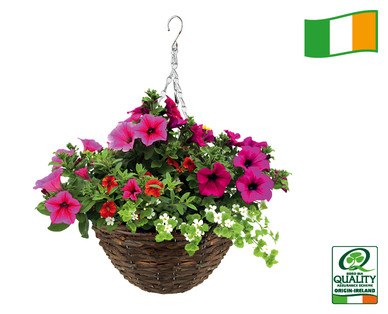 Irish Grown Premium Rattan Hanging Basket