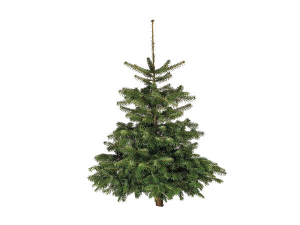 Sapin de Noël Nordmann