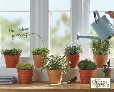 Italian Herbs in Terracotta