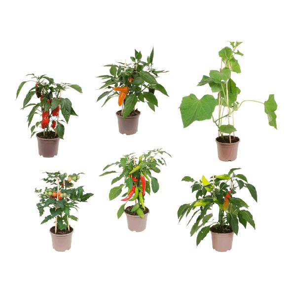 Groenteplant