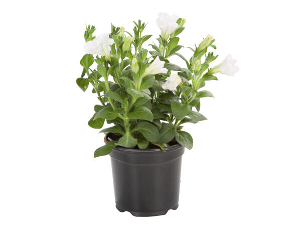 Bedding Plants