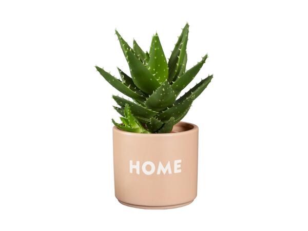 Succulent in Ceramic
