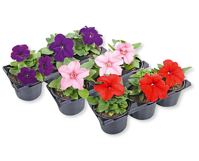 Pétunia GARDENLINE(R)
