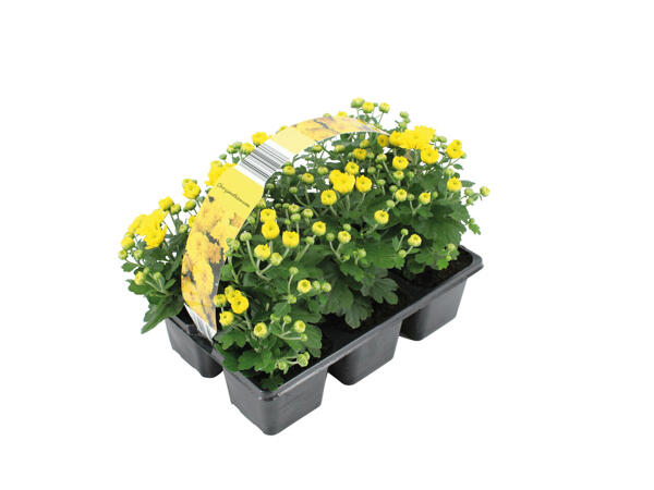 Chrysanthèmes
