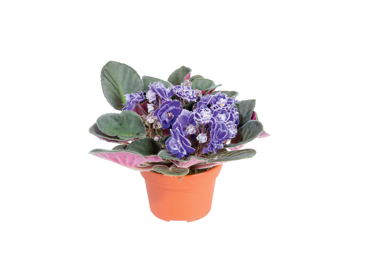 African Violets1